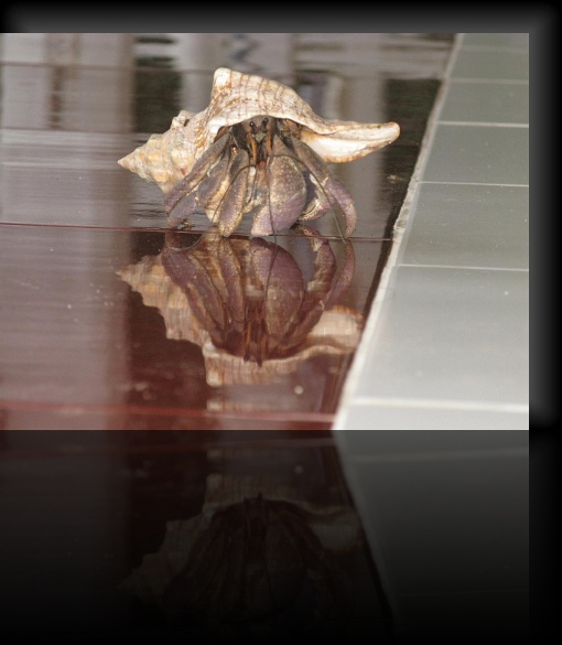 Crab-1-04