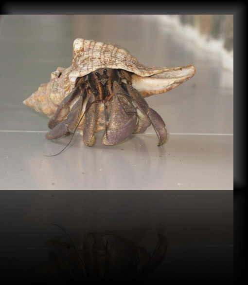 Crab-1-06