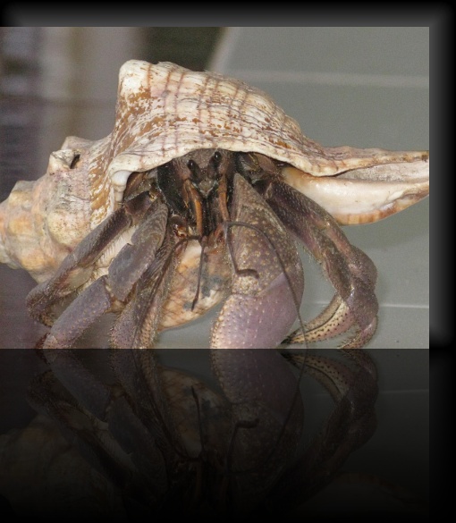 Crab-1-07