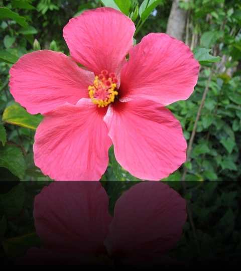 Flower_01