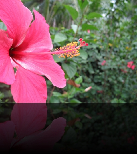 Flower_02