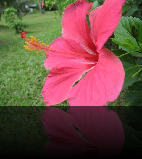 Flower_03