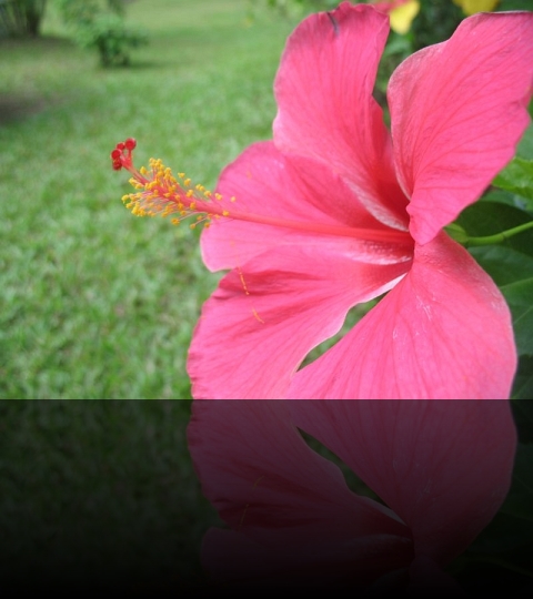 Flower_04