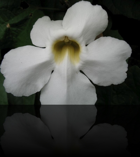 Flower_06