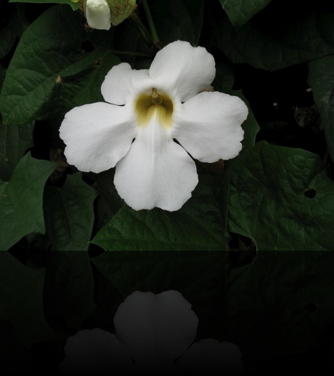 Flower_07