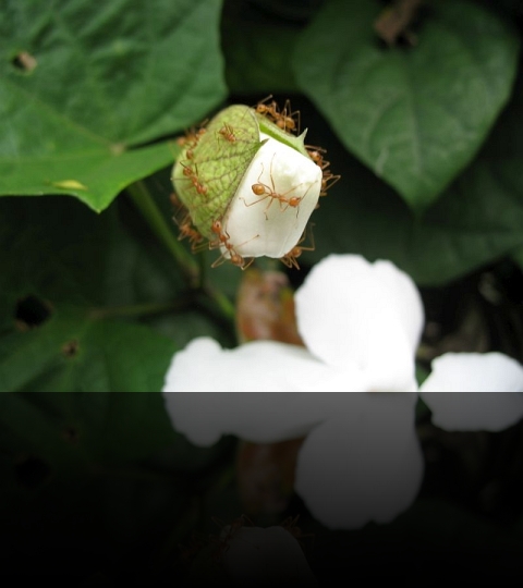 Flower_08