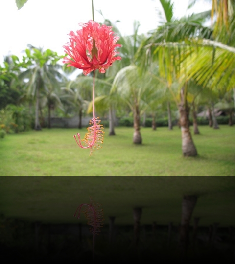 Flower_09
