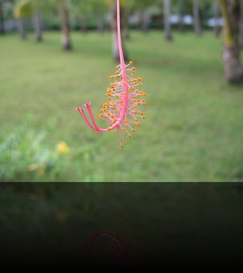 Flower_10