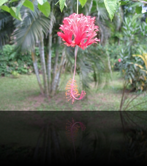 Flower_11