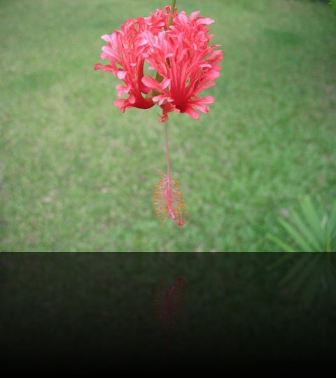 Flower_12