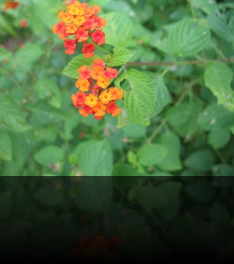 Flower_13