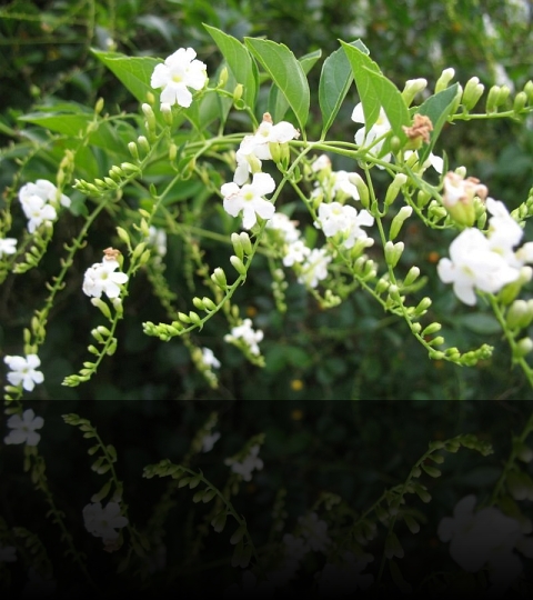 Flower_14