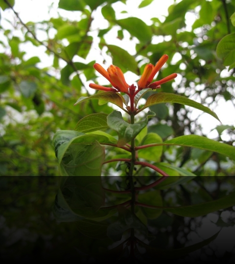 Flower_15