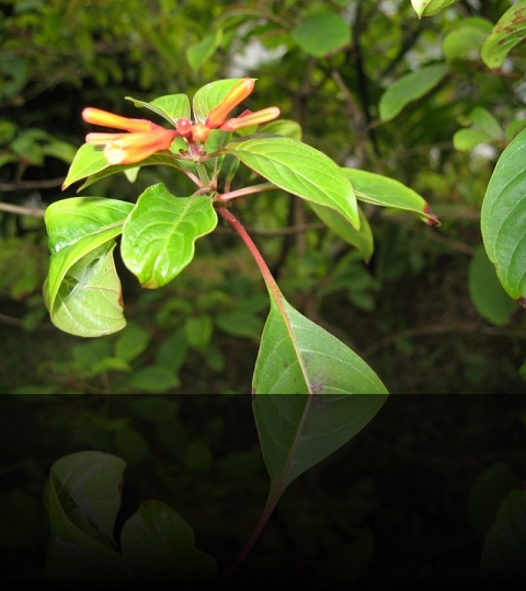 Flower_16