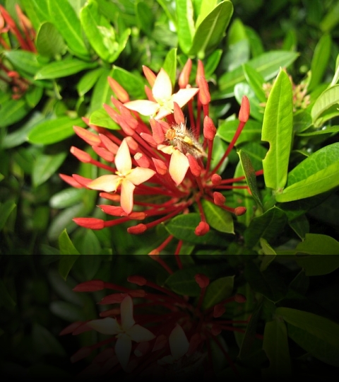 Flower_19