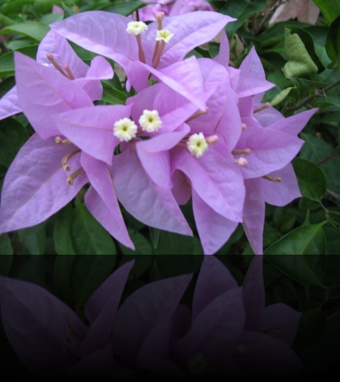 Flower_21