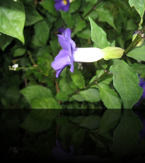 Flower_22