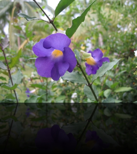 Flower_23