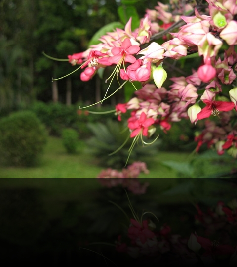 Flower_25