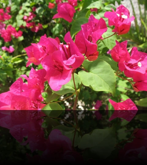 Flower_26