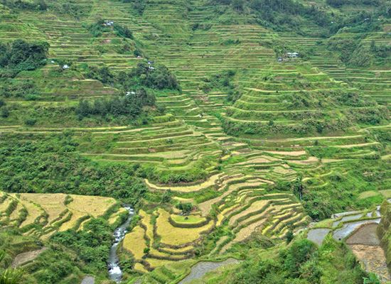 Banaue Rice Terraces