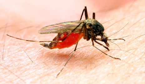 A female Anopheles mosquito