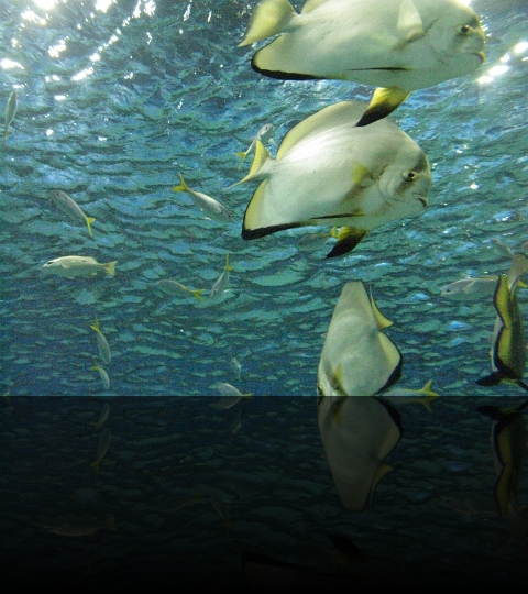 Manila Oceanarium