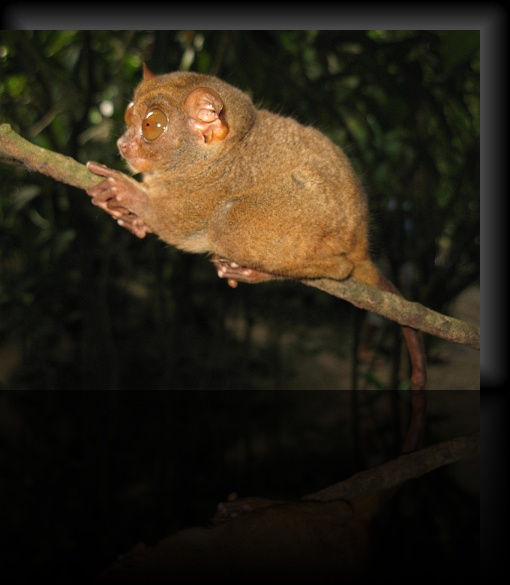 Bohol-Tarsier-01