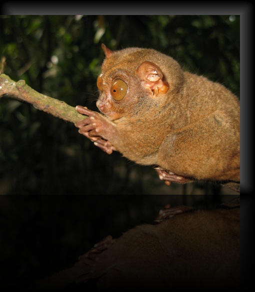 Bohol-Tarsier-02