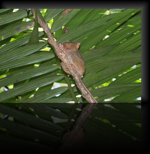 Bohol-Tarsier-04