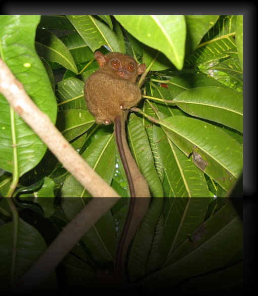 Bohol-Tarsier-05