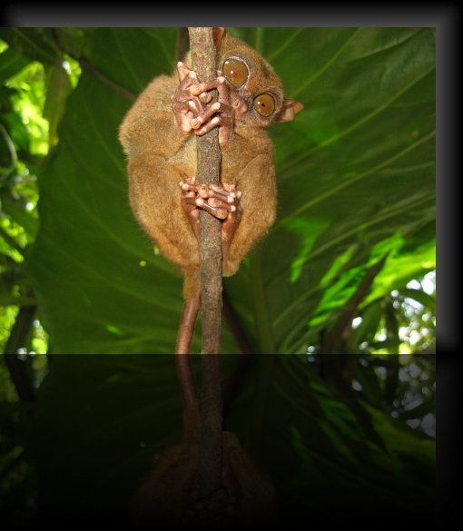 Bohol-Tarsier-06