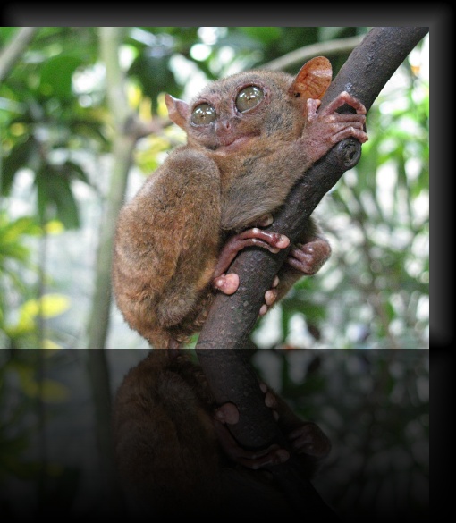 Bohol-Tarsier-07