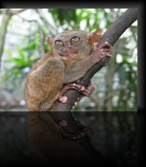 Bohol-Tarsier-08