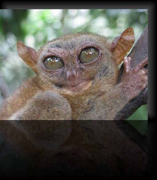 Bohol-Tarsier-10