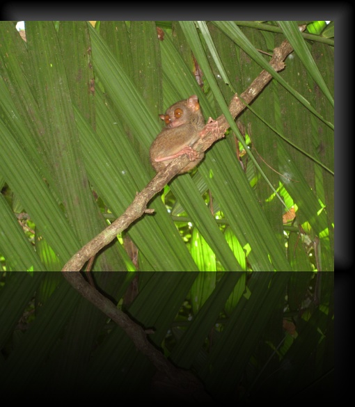 Bohol-Tarsier-11