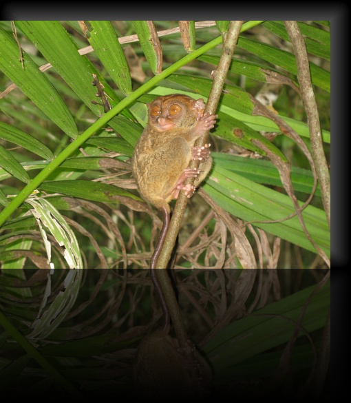 Bohol-Tarsier-13