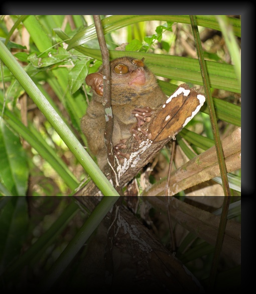 Bohol-Tarsier-15