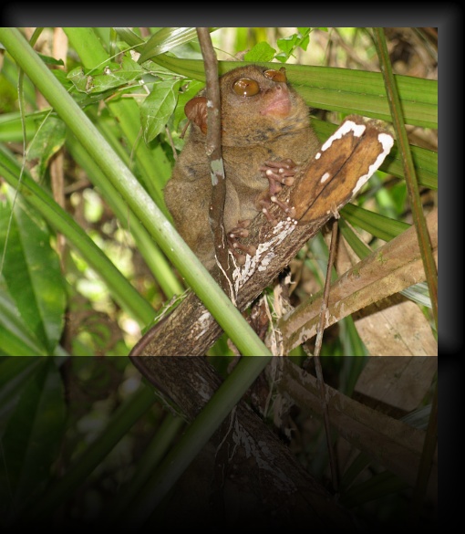 Bohol-Tarsier-16