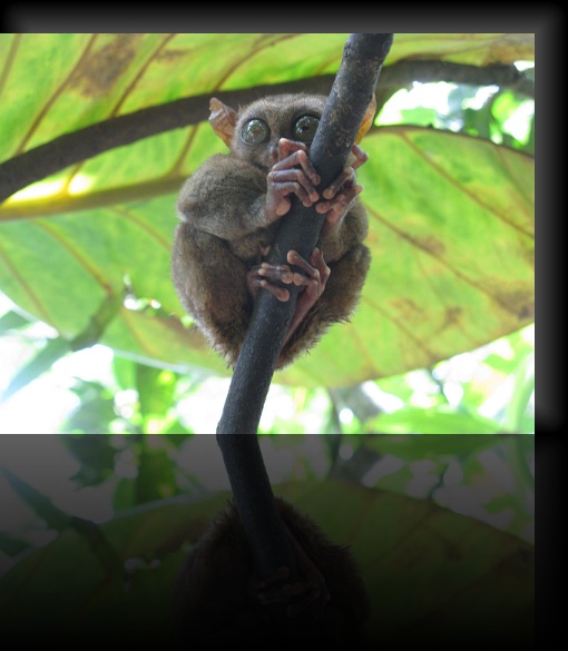 Bohol-Tarsier-17