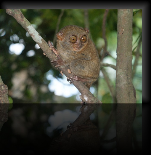 Bohol-Tarsier-18