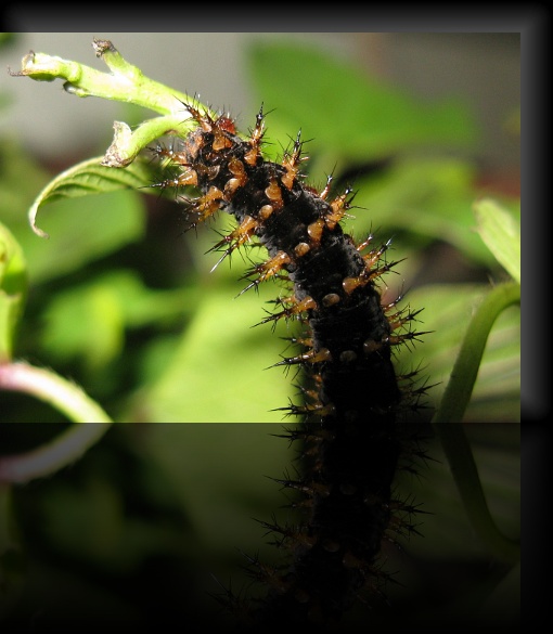 Bohol-Butterfly-00