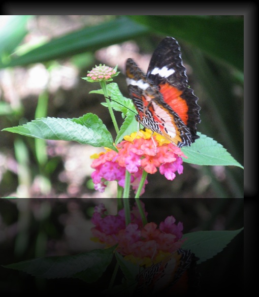 Bohol-Butterfly-01