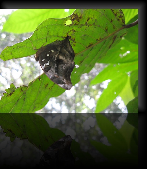 Bohol-Butterfly-02