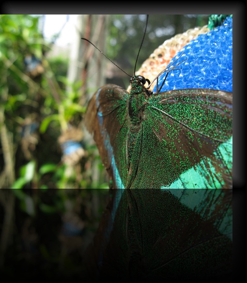 Bohol-Butterfly-06